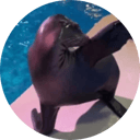 Arie The Sealion