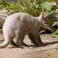 Baby Aardvark