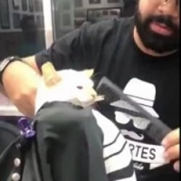 Cat getting fade