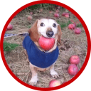 dog with apple in mouth