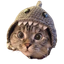 Shark Cat